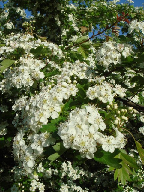 Crataegus laevigata 'Punicea' fleur